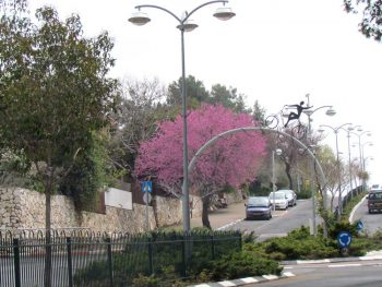 עצים ברחוב הראשי כפר ורדים