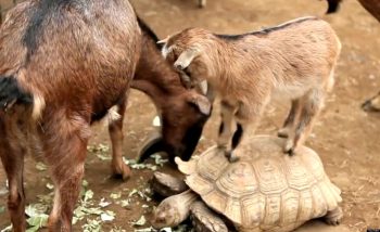 Goats on Galapagos islands