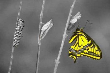 Illustration: change