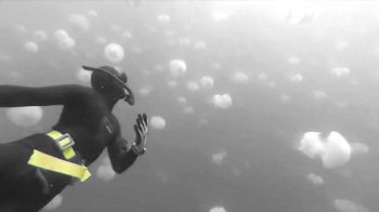 Jellyfish swarm in the Mediterranean