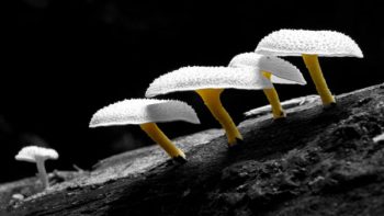 Pestalotiopsis microspora mushrooms